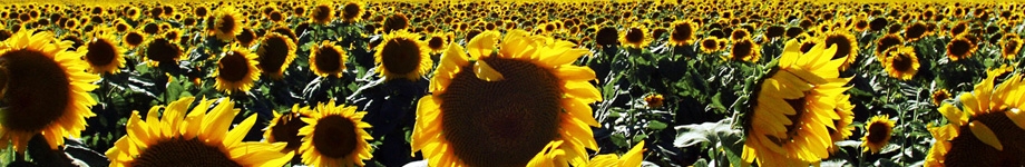 orlandobarrozo.blog.br Rotating Header Image